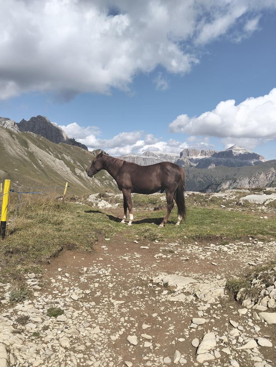 Anello Alba–Penia: Baita Locia de Contrin, Passo San Nicolò e Rifugio Contrin - foto 8