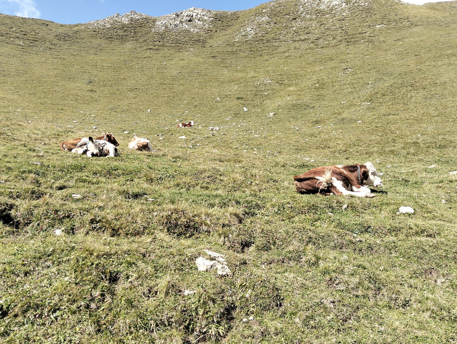 Anello Alba–Penia: Baita Locia de Contrin, Passo San Nicolò e Rifugio Contrin - foto 10