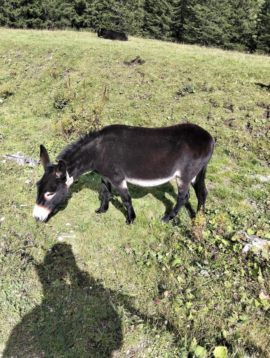 Anello Alba–Penia: Baita Locia de Contrin, Passo San Nicolò e Rifugio Contrin - foto 19
