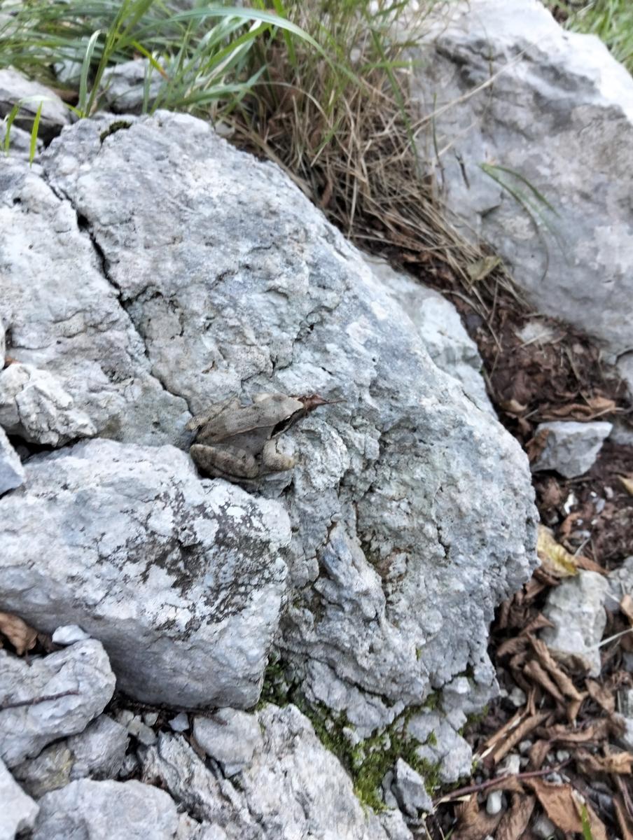 Monte Procinto, Monte Nona e Foce delle Porchette da Stazzema - foto 5