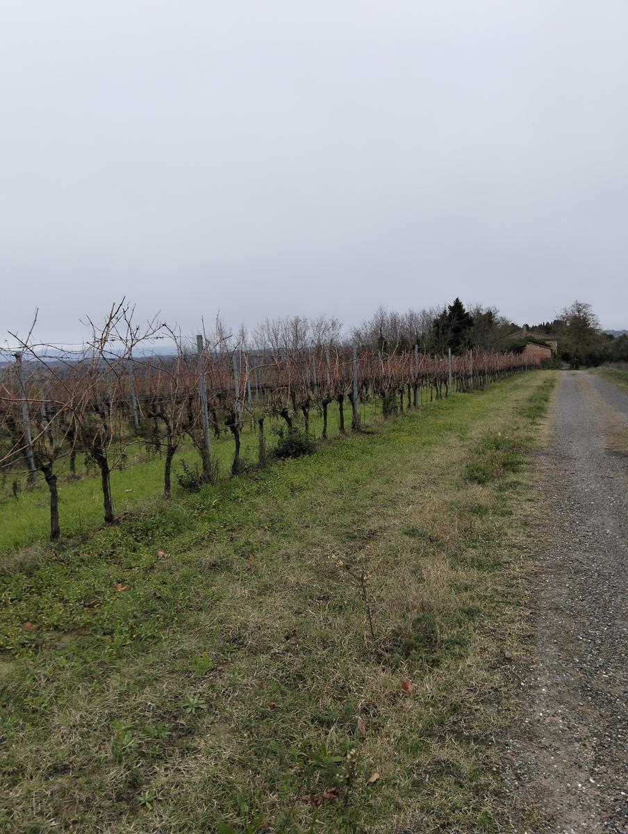 Madonna delle Serre e Pieve di San verano da Peccioli - foto 13