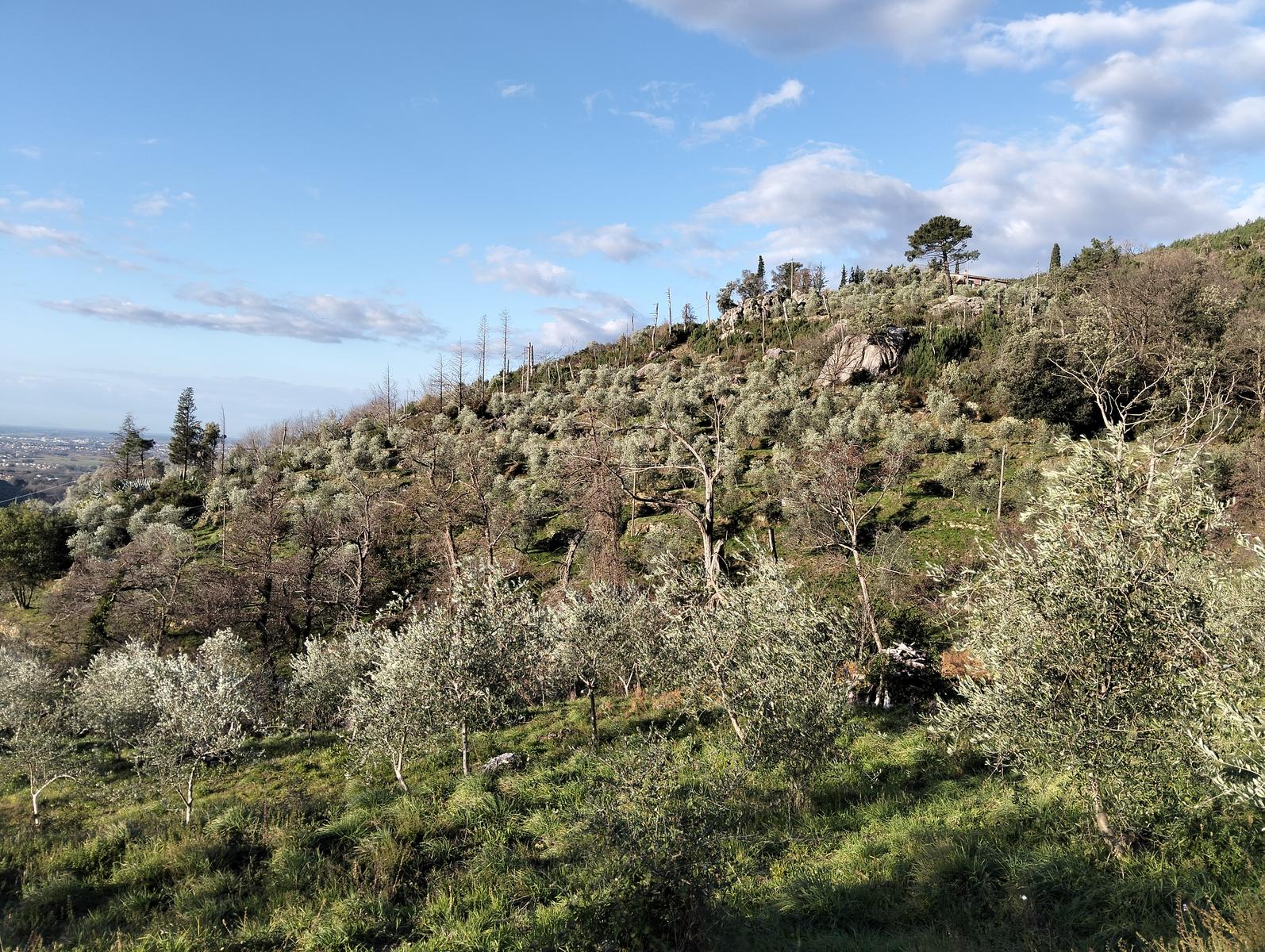 Tra borghi e panorami: da Calci a Montemagno tra natura e convivialità - foto 9