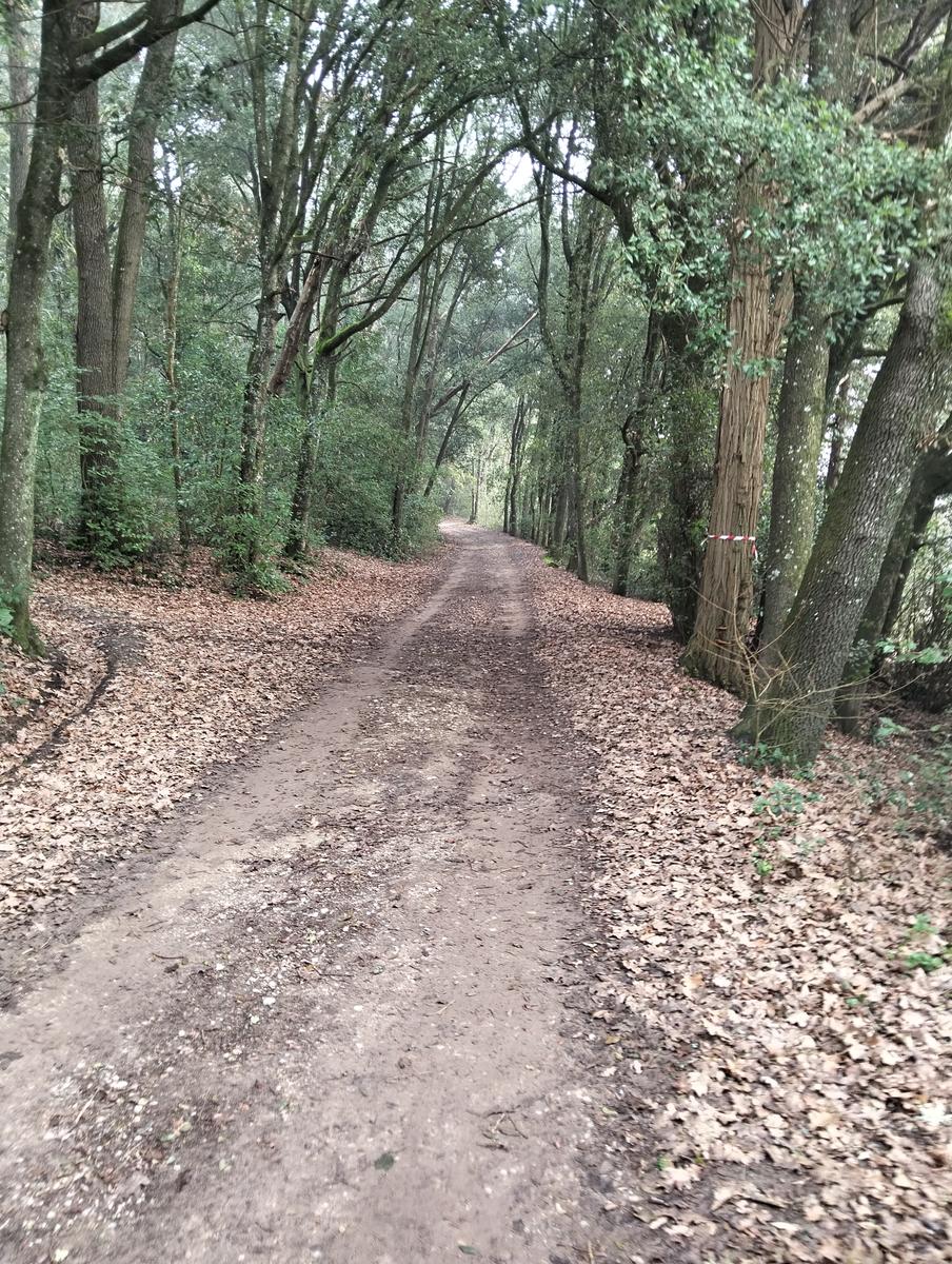 Sequoie, Sequoia gemella e Castello di Sammezzano da Leccio - foto 3