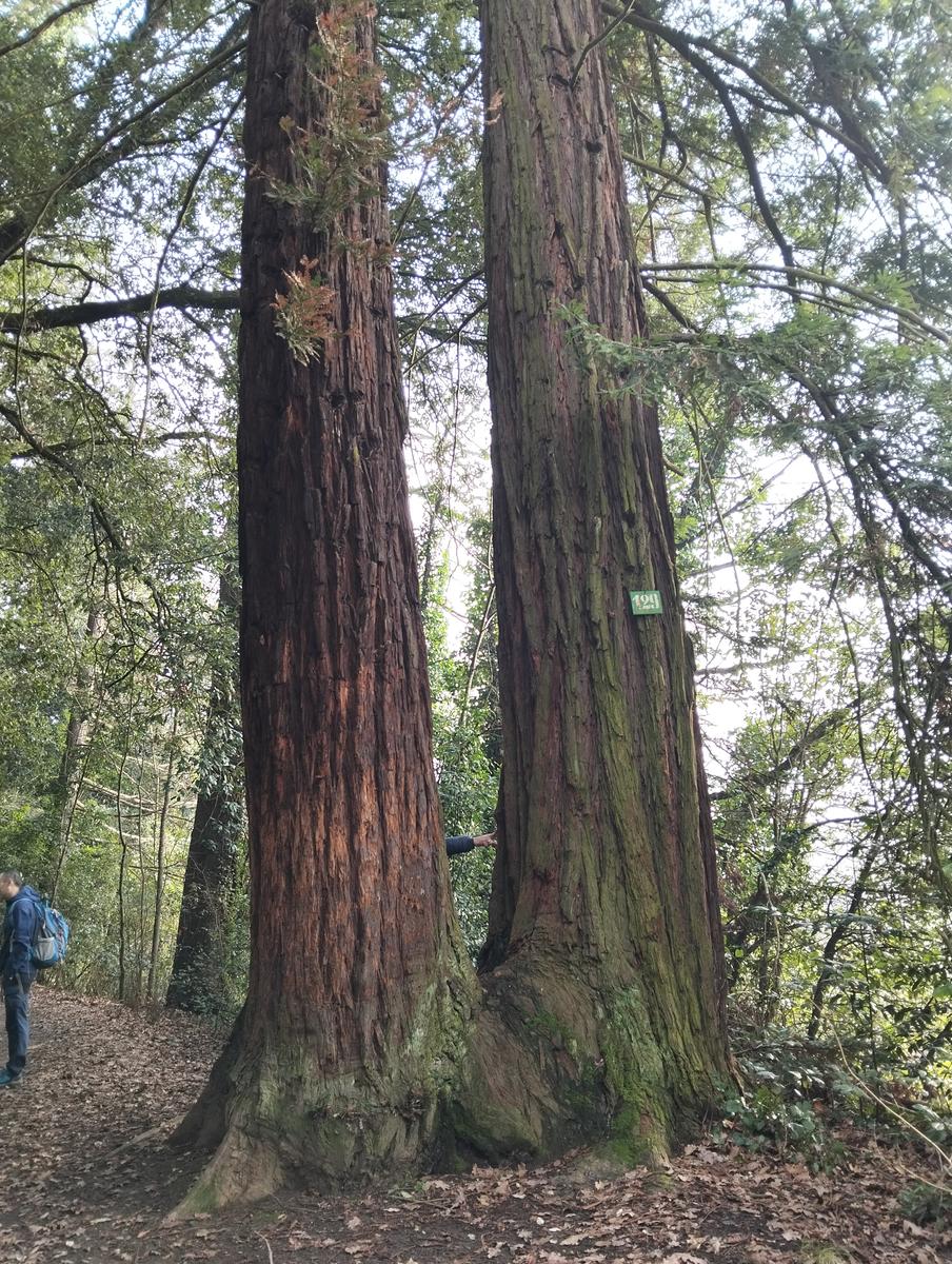 Sequoie, Sequoia gemella e Castello di Sammezzano da Leccio - foto 4