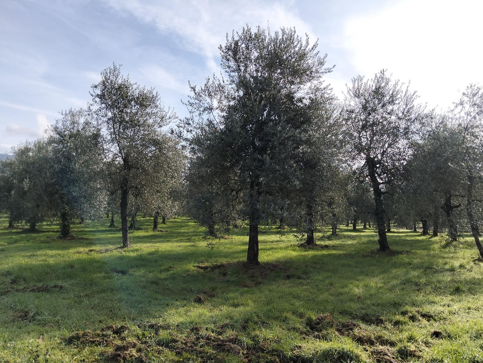 Sequoie, Sequoia gemella e Castello di Sammezzano da Leccio - foto 6