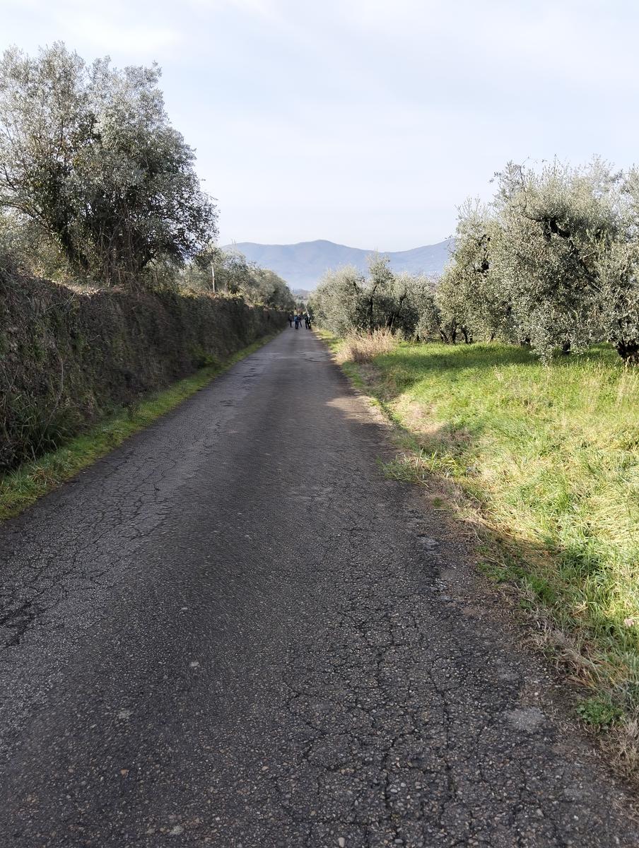 Sequoie, Sequoia gemella e Castello di Sammezzano da Leccio - foto 7