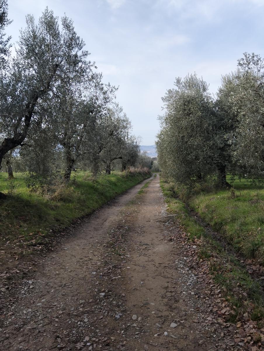 Sequoie, Sequoia gemella e Castello di Sammezzano da Leccio - foto 8