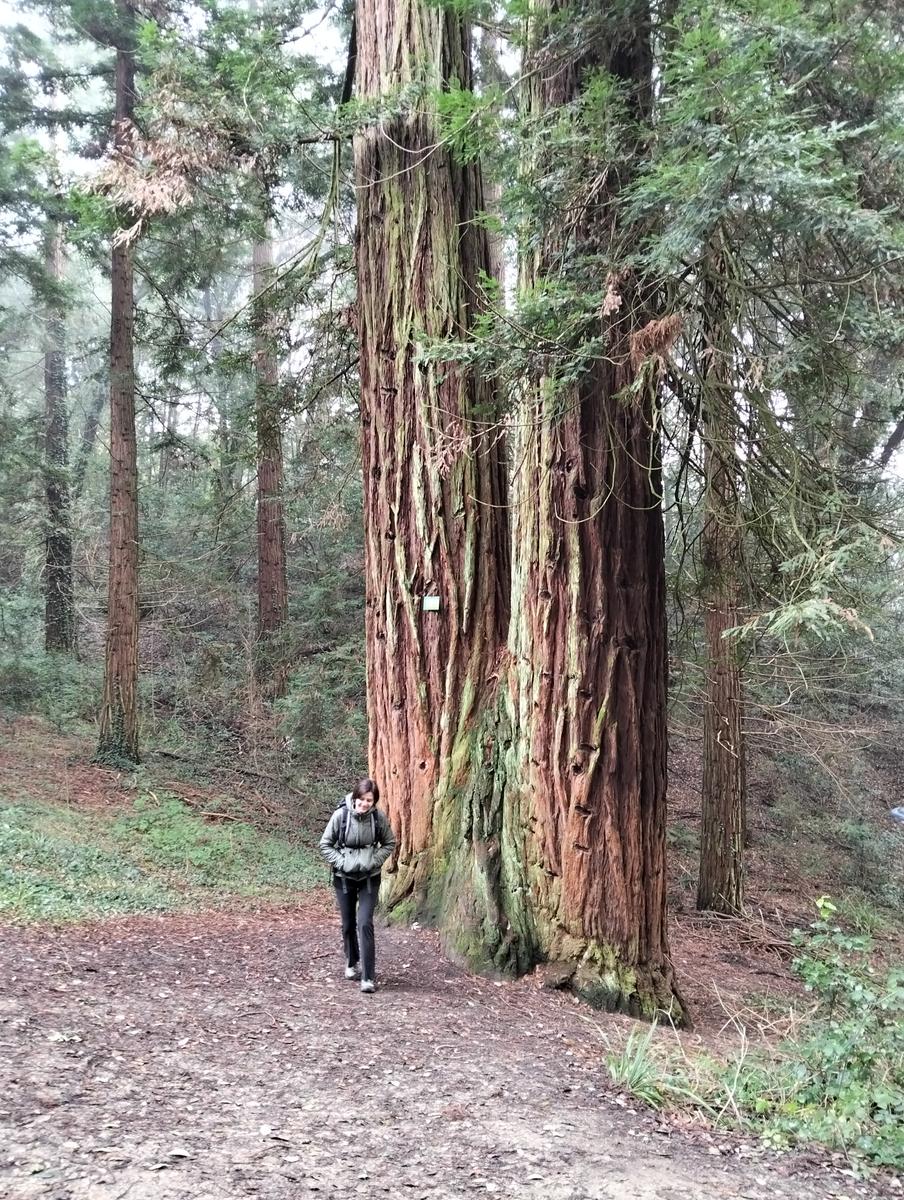 Sequoie, Sequoia gemella e Castello di Sammezzano da Leccio - foto 12
