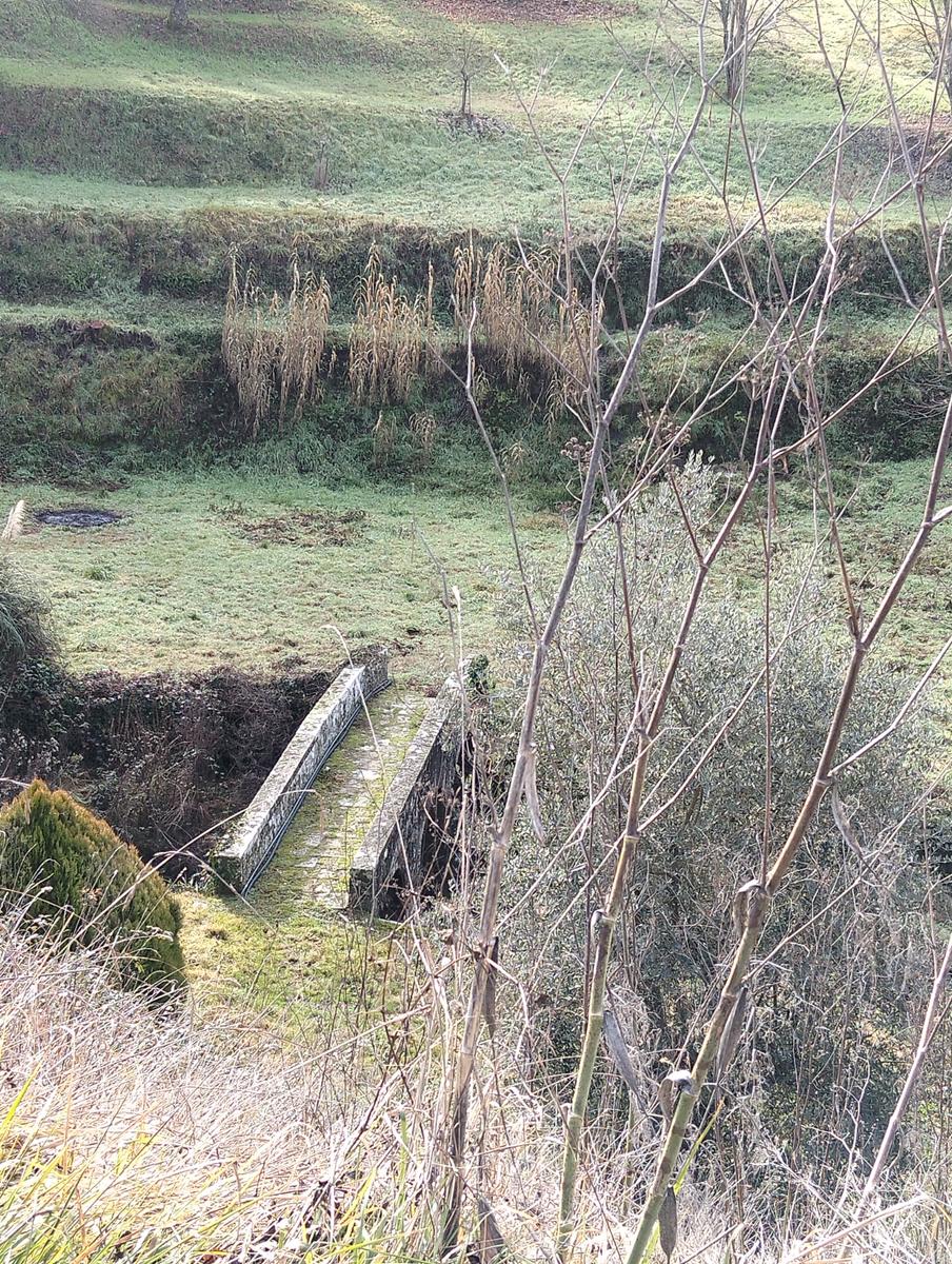 Sequoie, Sequoia gemella e Castello di Sammezzano da Leccio - foto 14