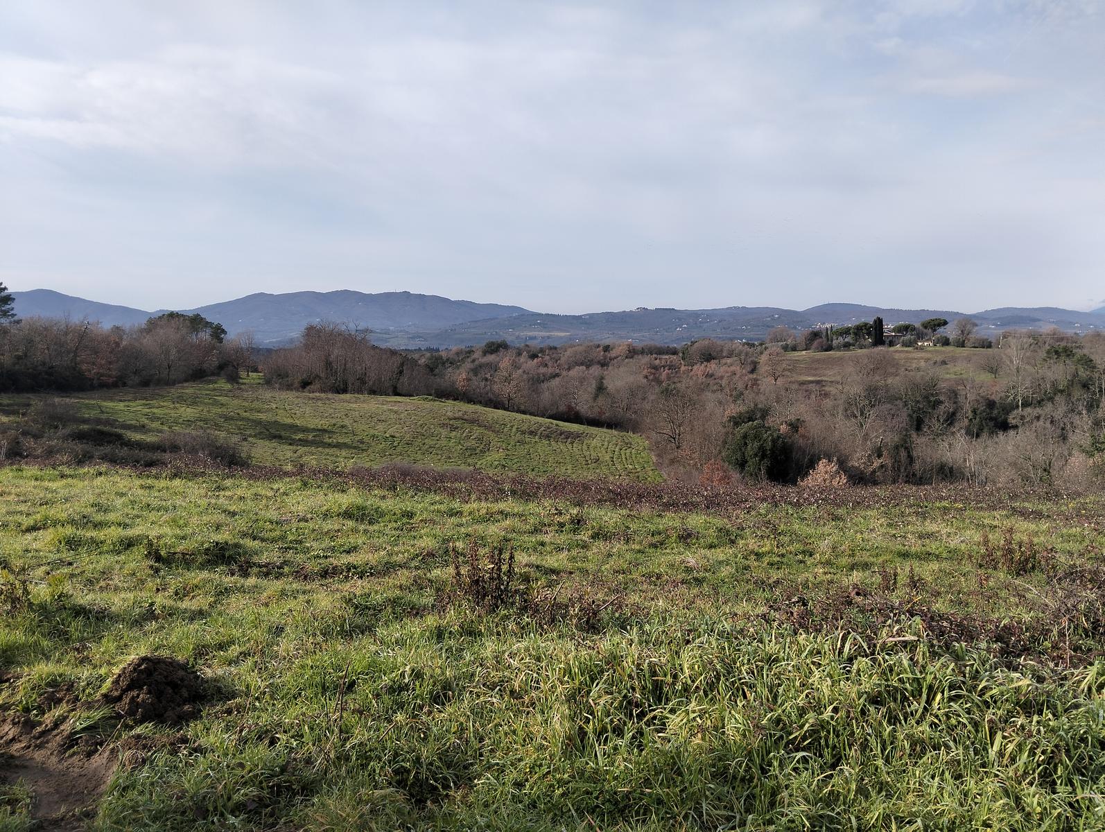 Sequoie, Sequoia gemella e Castello di Sammezzano da Leccio - foto 15