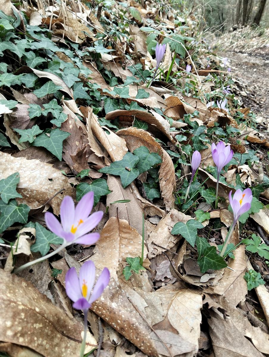 Moriglione di Penna, Monte Penna e Passo di Dante da san cerbone - foto 5
