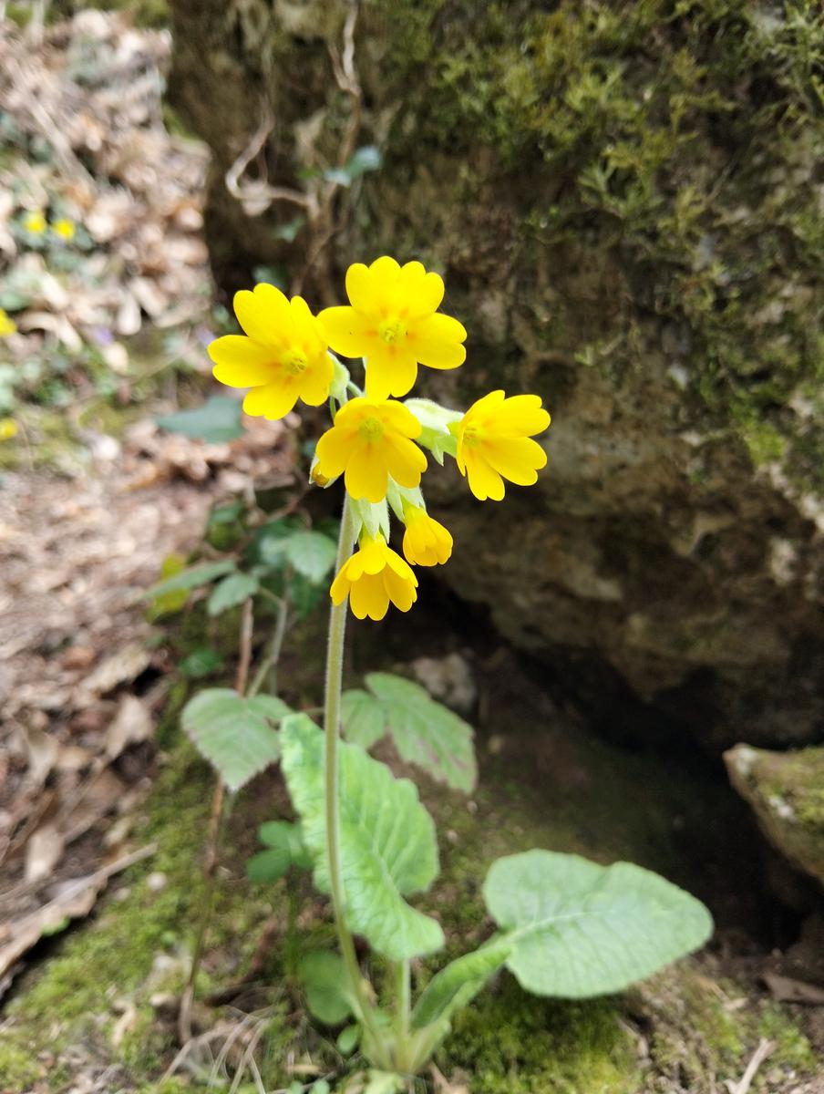 Monte Forato Sud, Monte Forato e Foce di Petrosciana da Orzale - foto 3