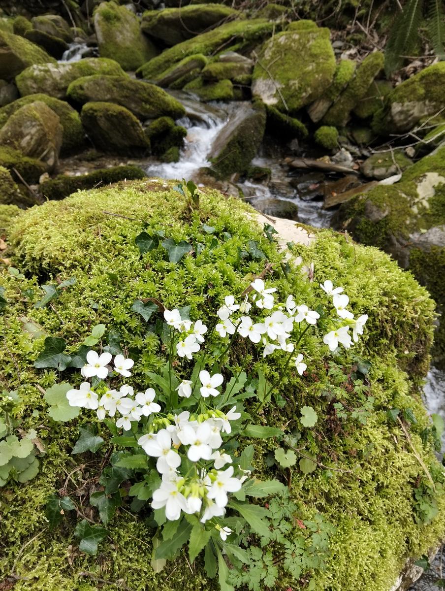 Monte Forato Sud, Monte Forato e Foce di Petrosciana da Orzale - foto 11