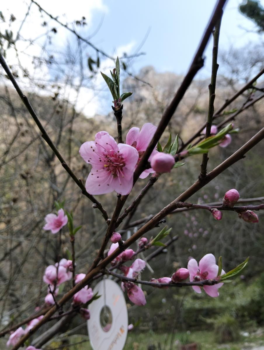 Monte Forato Sud, Monte Forato e Foce di Petrosciana da Orzale - foto 14