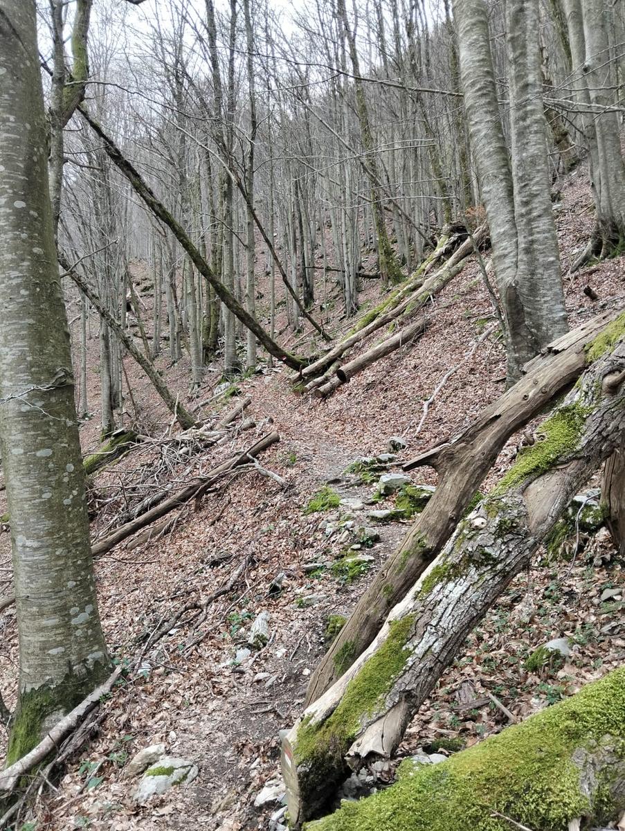 Monte Freddone, Monte Paglino e Passo di Fociomboli da Campagrina - foto 5