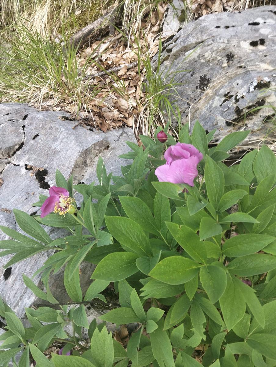 Monte Tambura: Escursione da Vagli Sopra (Anello Apuane)