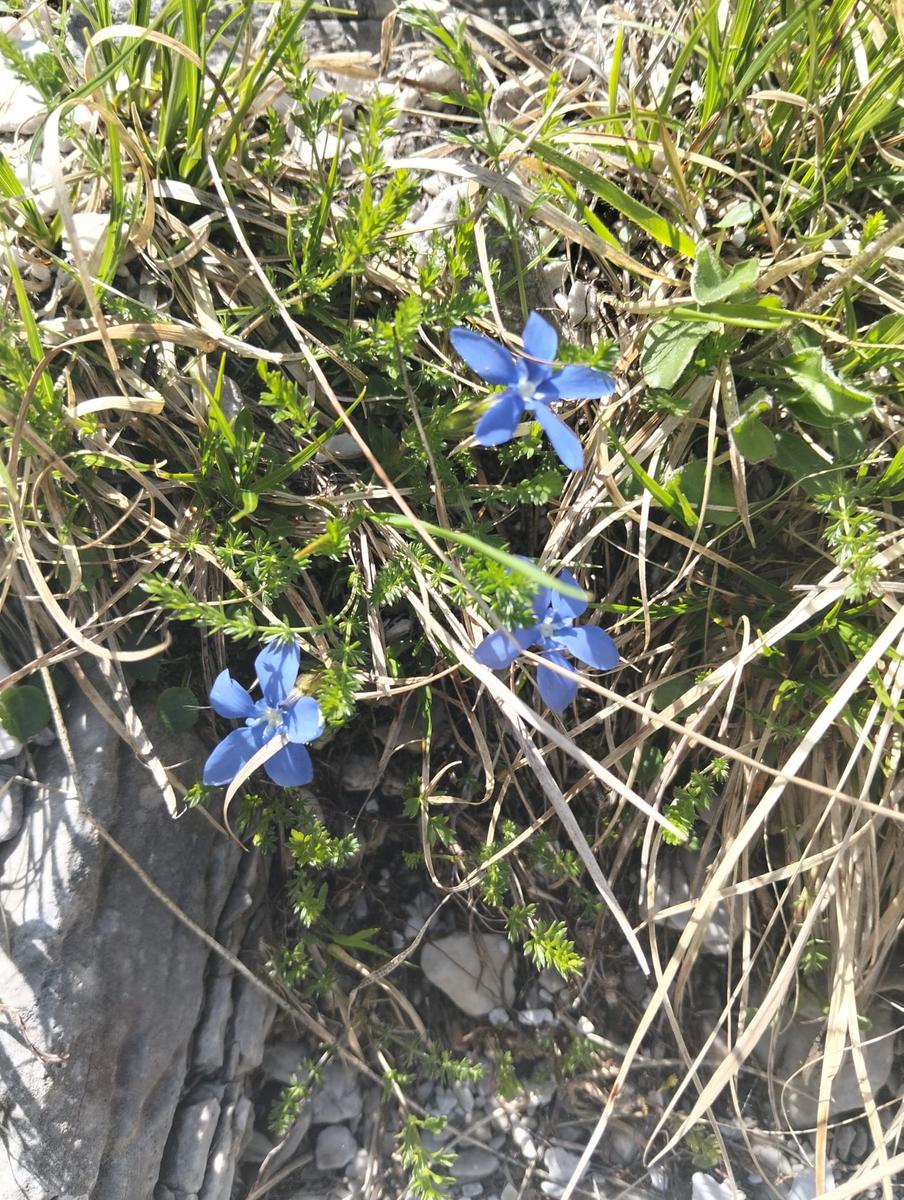 Monte Tambura: Escursione da Vagli Sopra (Anello Apuane)