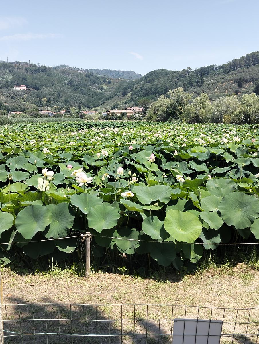 Via delle Erbe Massarosa: escursione fiori loto (Toscana)