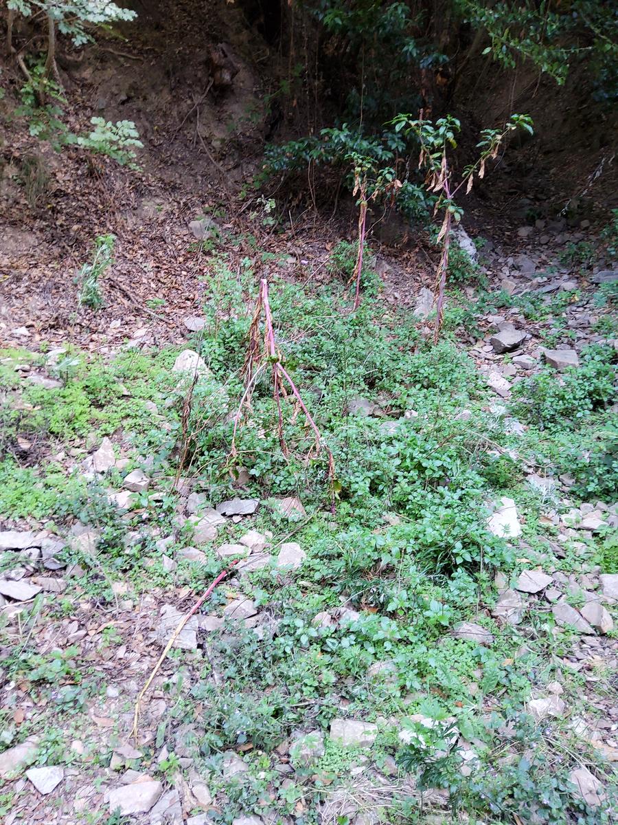 Agnano - Grotta - Buca delle fate - foto 7