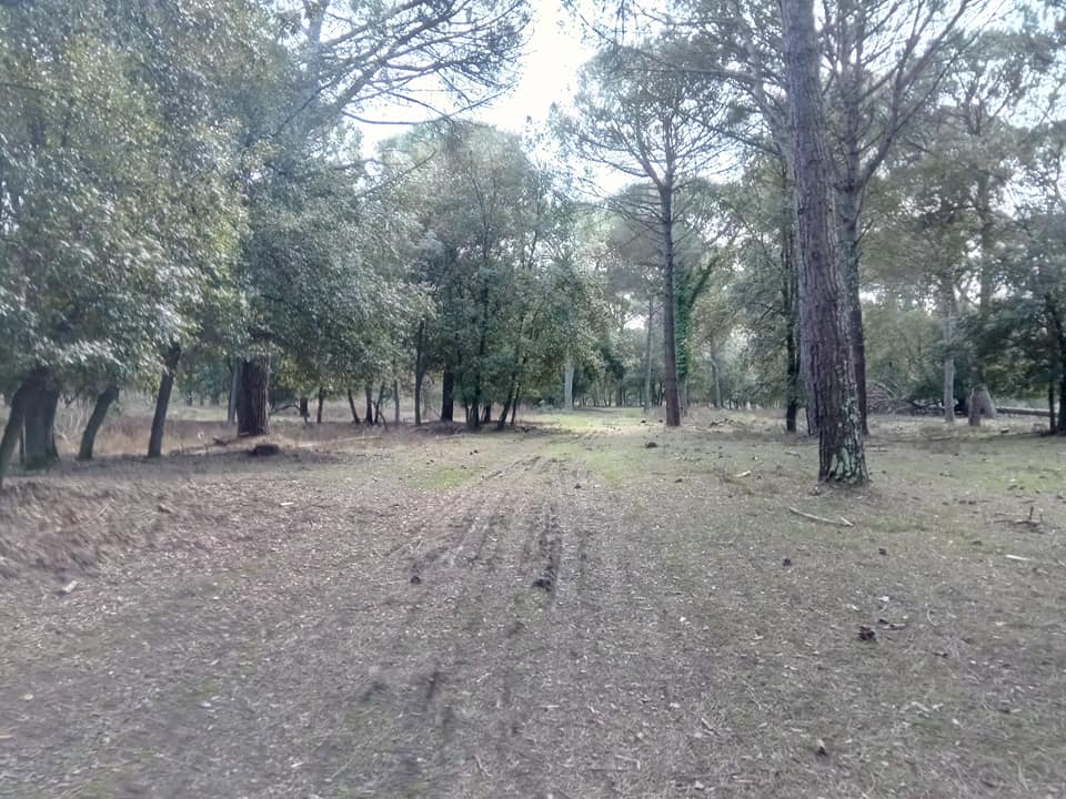 San rossore camminata