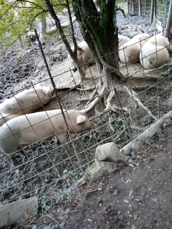 Valle Benedetta - Acquedotto di Colognole