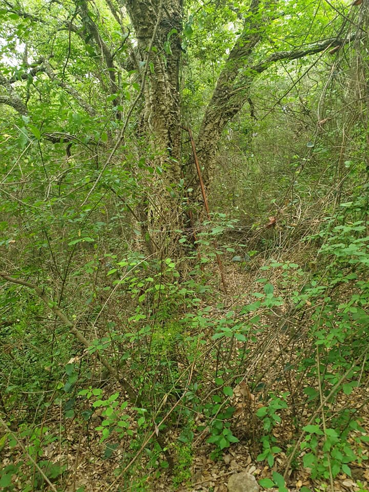 Da Castellaccio a Quercianella