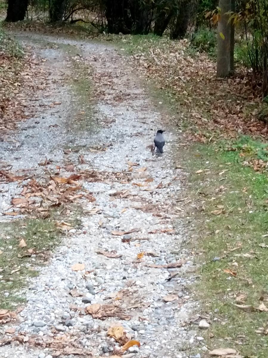 Torcigliano - Pedone - Prana - Campo All'orzo - Baite - foto 7