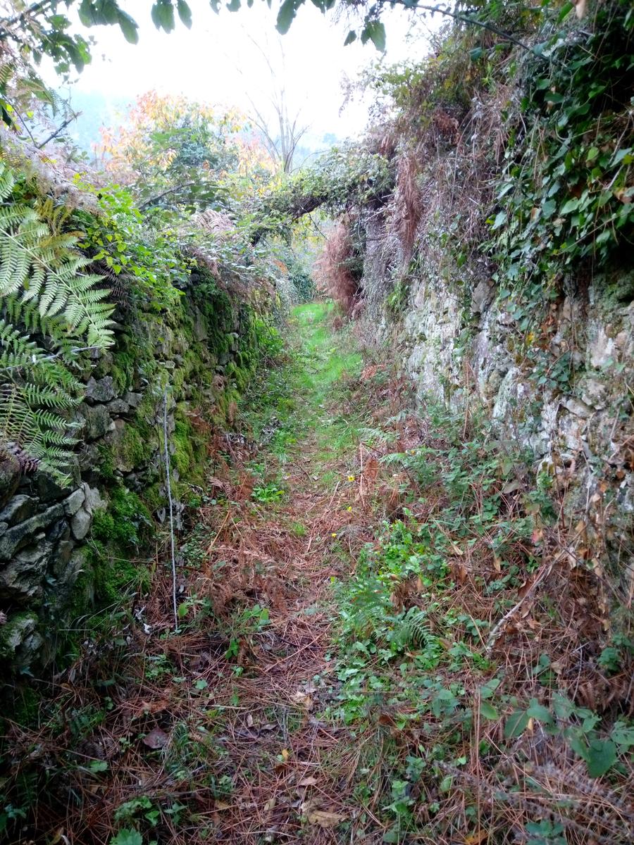 Camelieto - Anello - foto 6