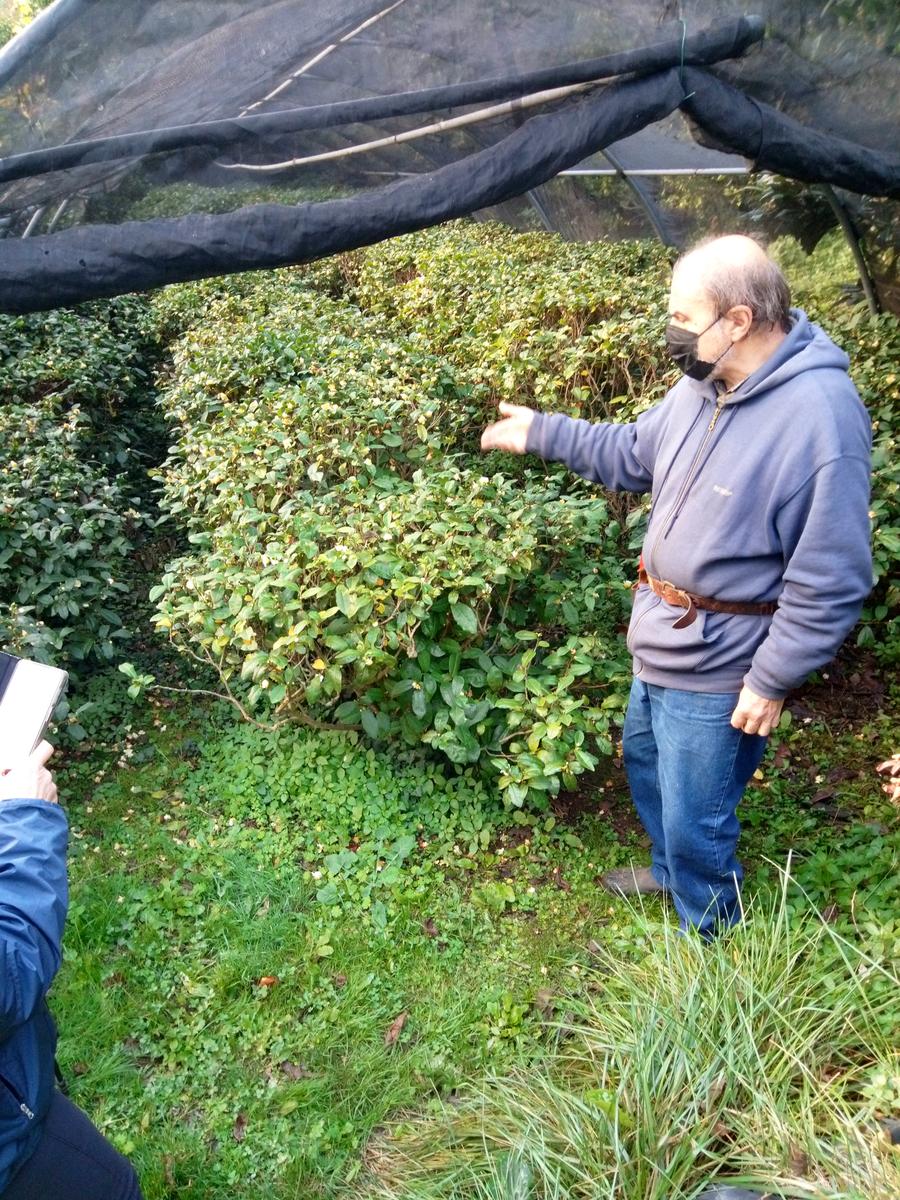 Camelieto - Anello - foto 10