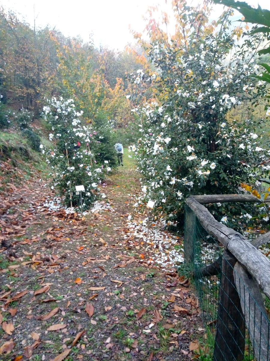 Camelieto - Anello - foto 17