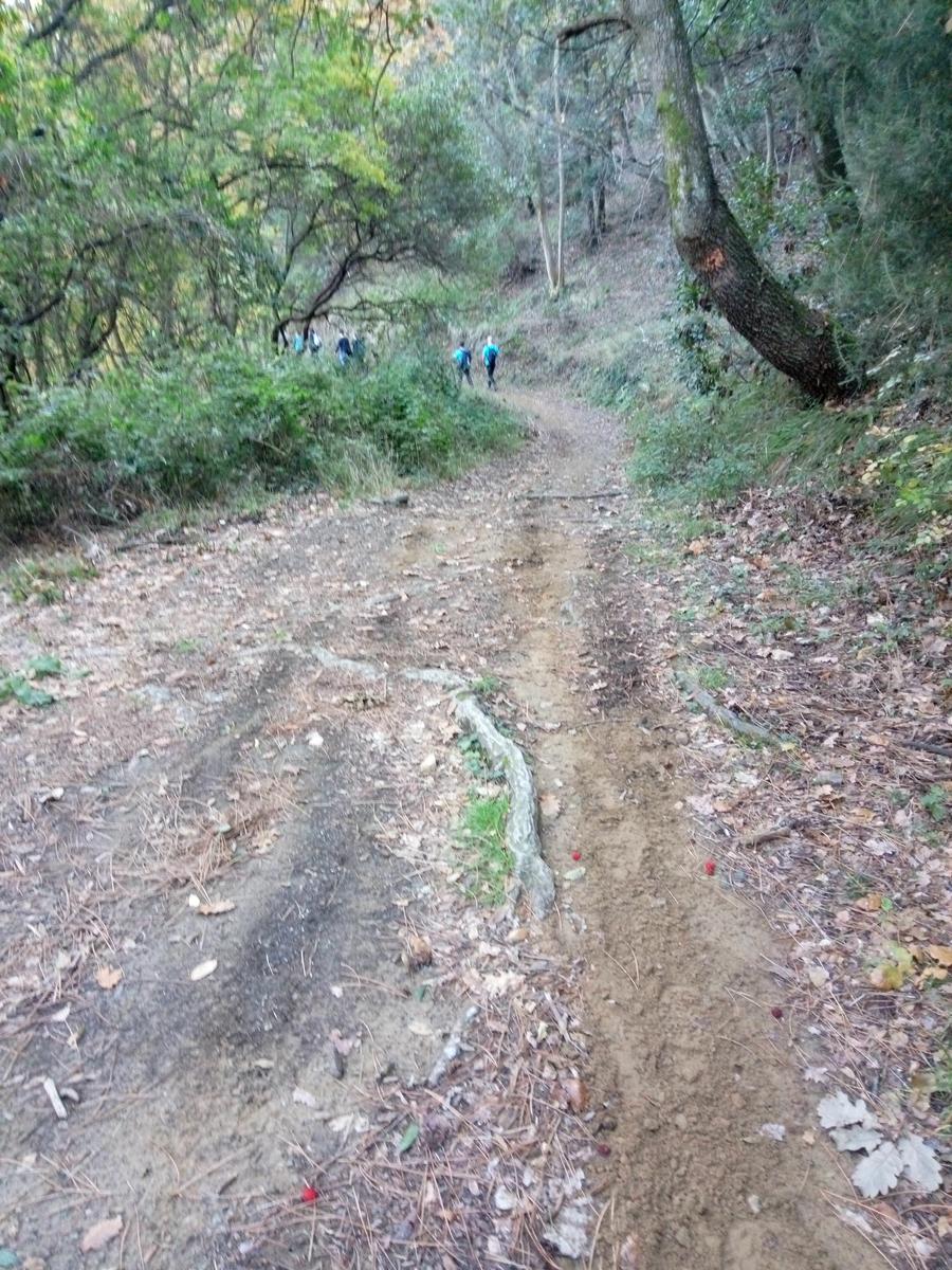 Lago di Massaciuccoli - Anello - foto 6
