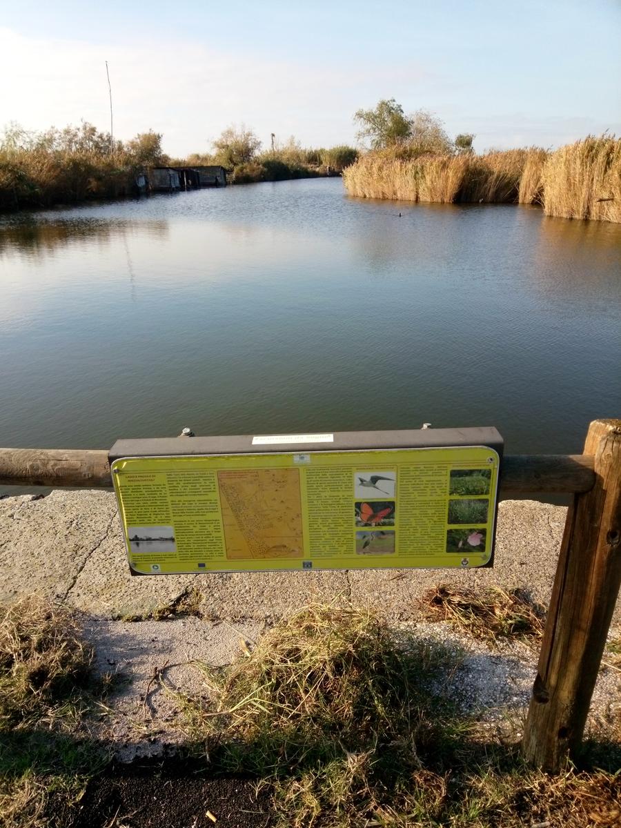 Lago di Massaciuccoli - Anello - foto 9