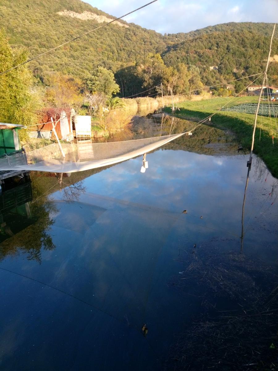 Lago di Massaciuccoli - Anello - foto 16