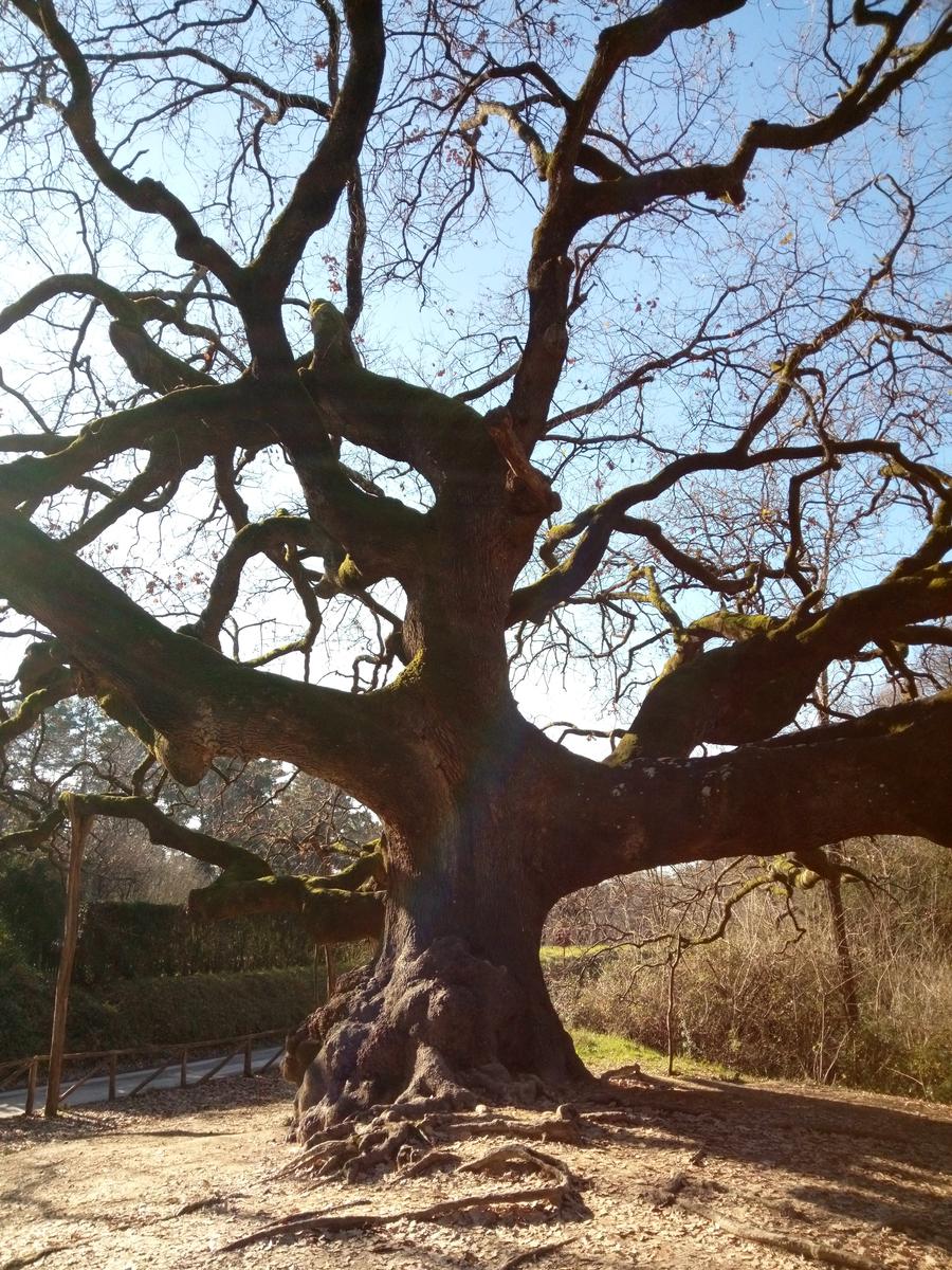 Porcari - Quercia delle Streghe - Montecarlo - foto 6