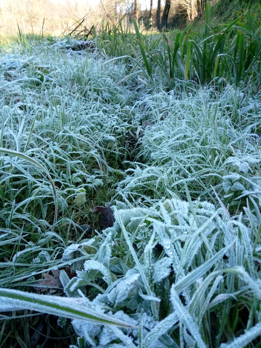 Porcari - Quercia delle Streghe - Montecarlo - foto 8