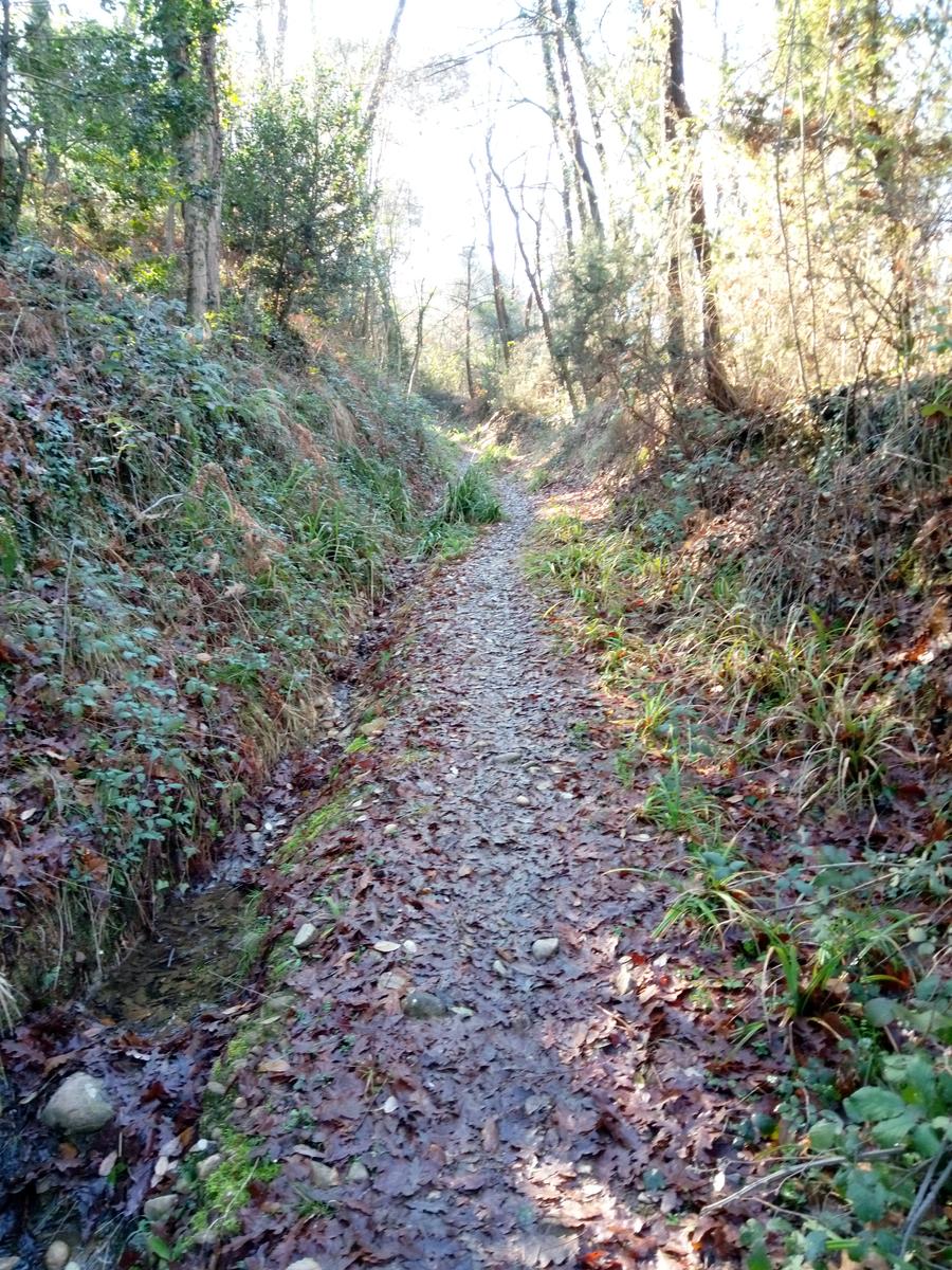 Porcari - Quercia delle Streghe - Montecarlo - foto 9