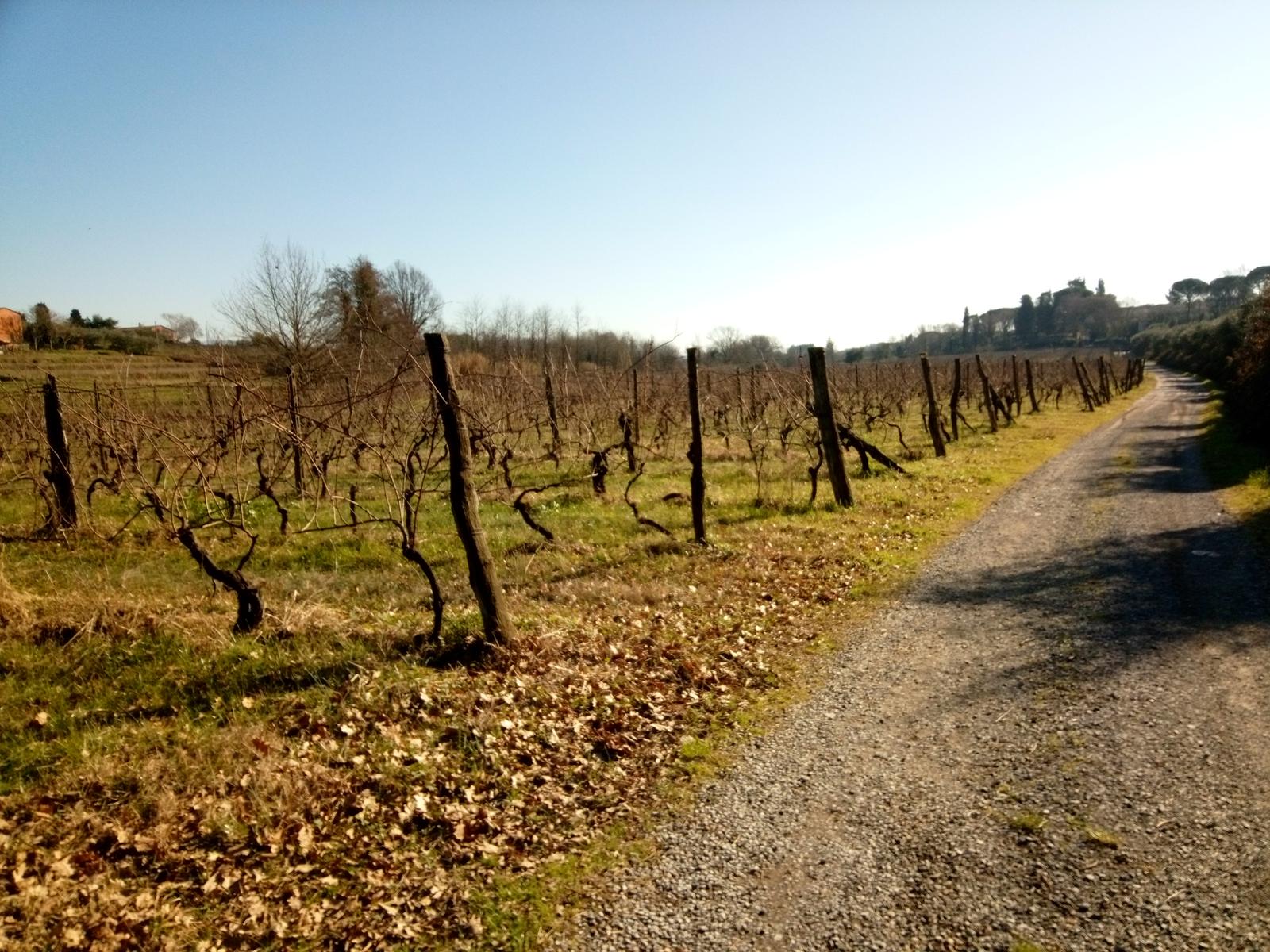 Porcari - Quercia delle Streghe - Montecarlo - foto 10