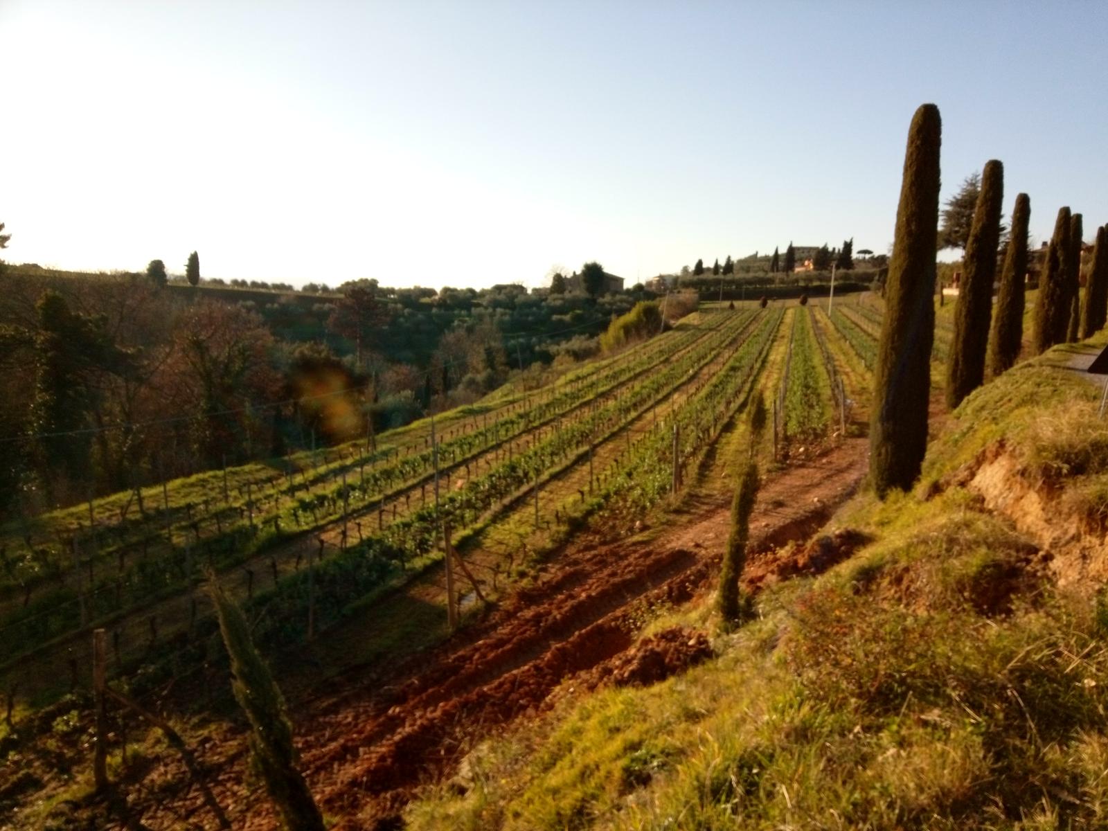 Porcari - Quercia delle Streghe - Montecarlo