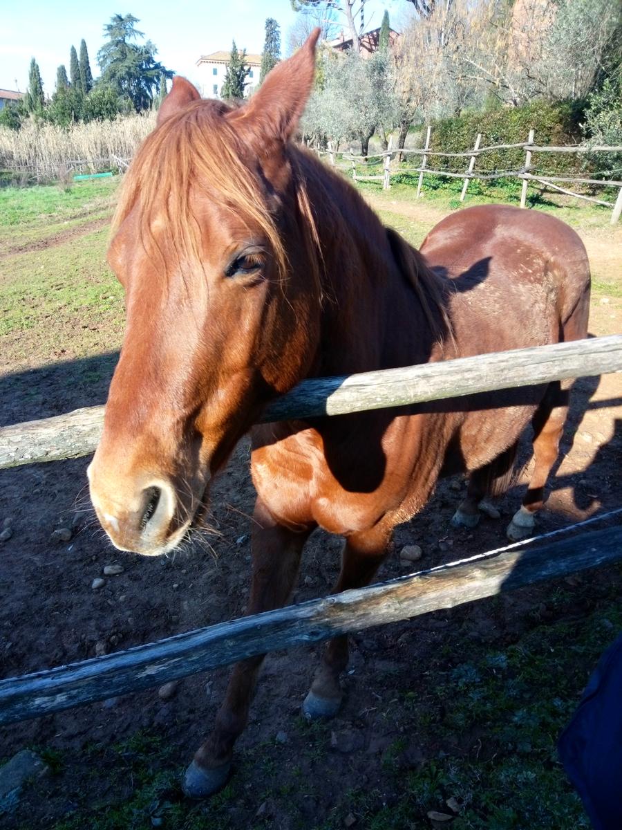 Porcari - Quercia delle Streghe - Montecarlo - foto 14