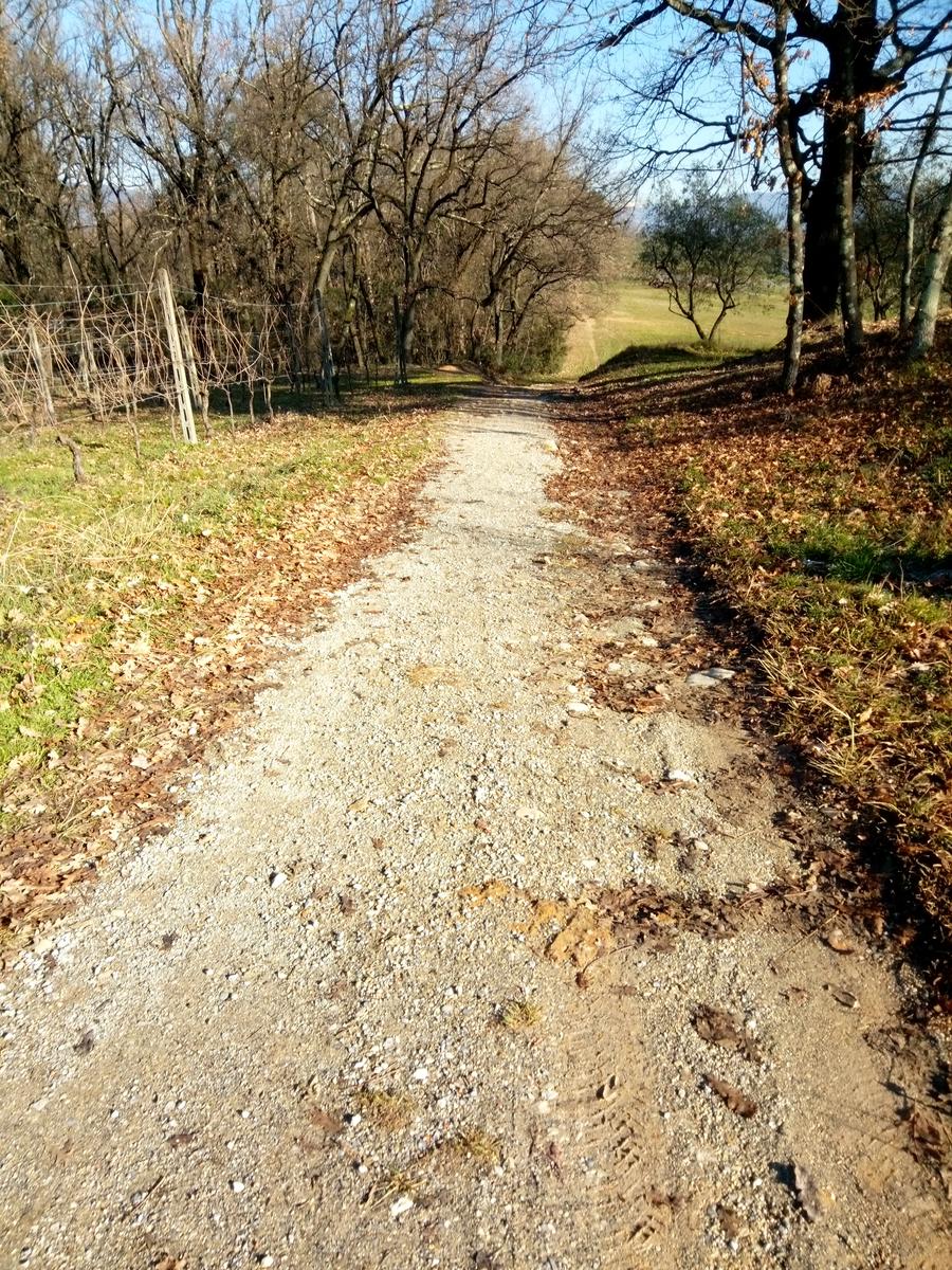 Porcari - Quercia delle Streghe - Montecarlo - foto 15