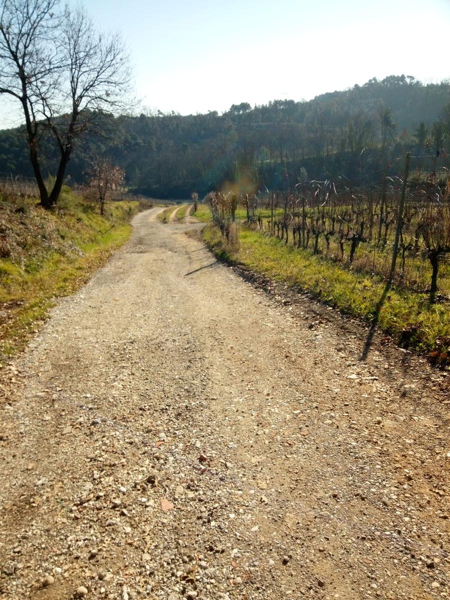 Porcari - Quercia delle Streghe - Montecarlo - foto 17