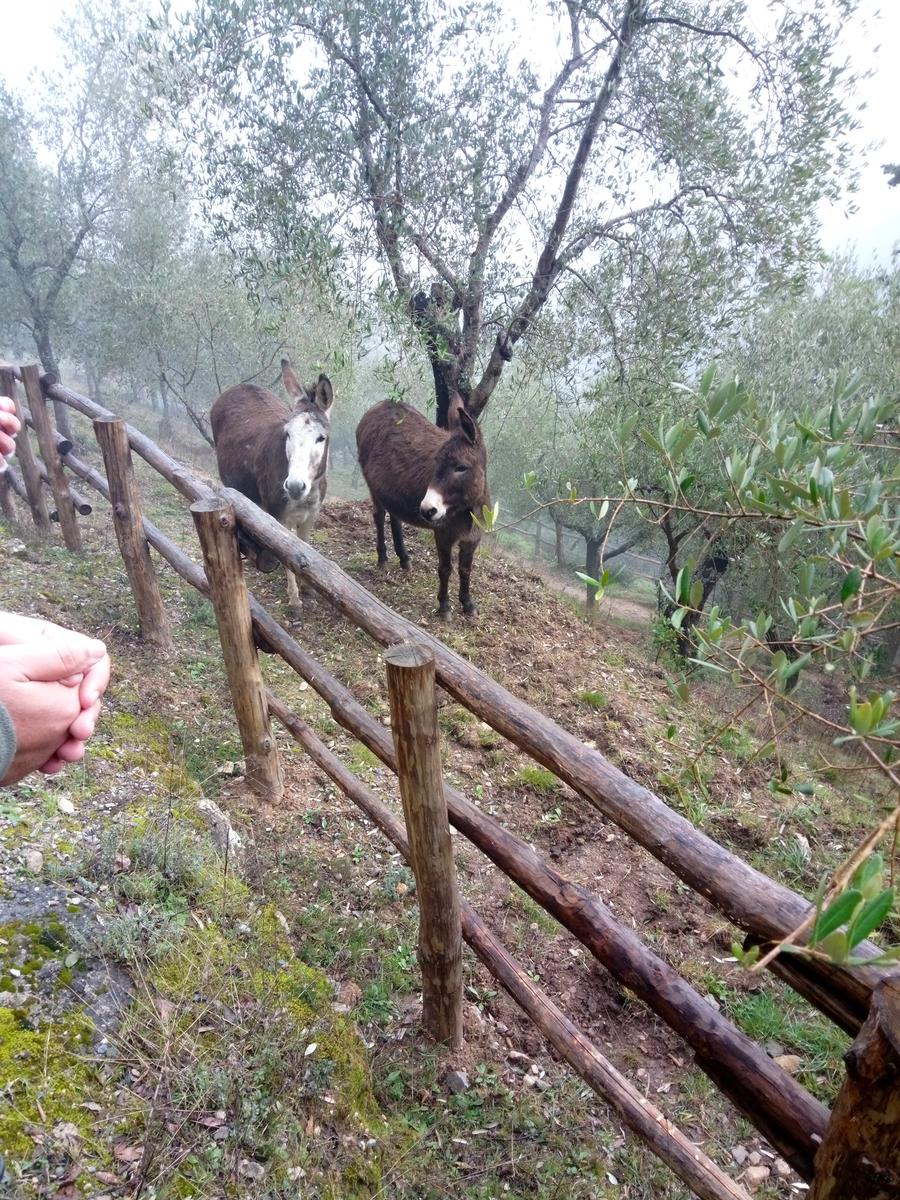 Passo di Dante - Eremo della Spelonca - Monte Penna - foto 8
