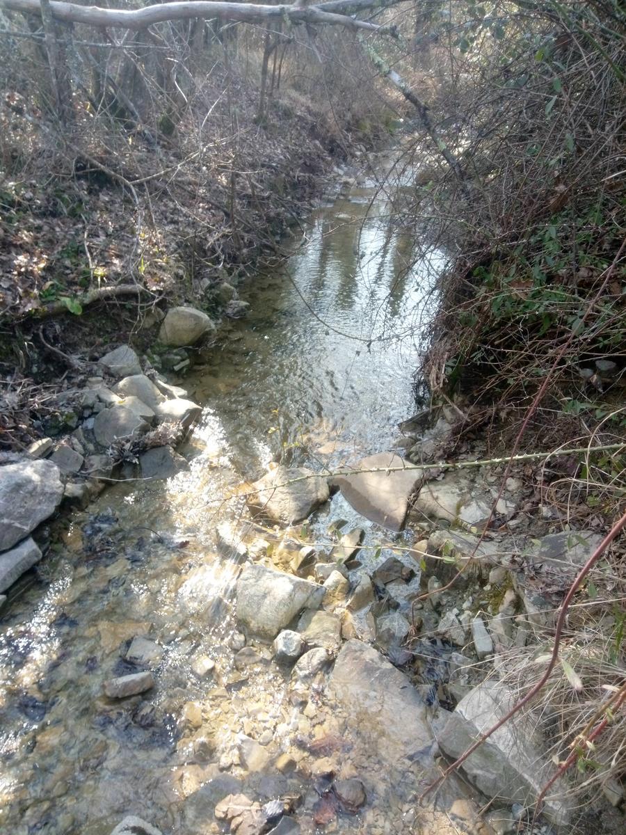 Sambuca - Chianti - Vigne - foto 5