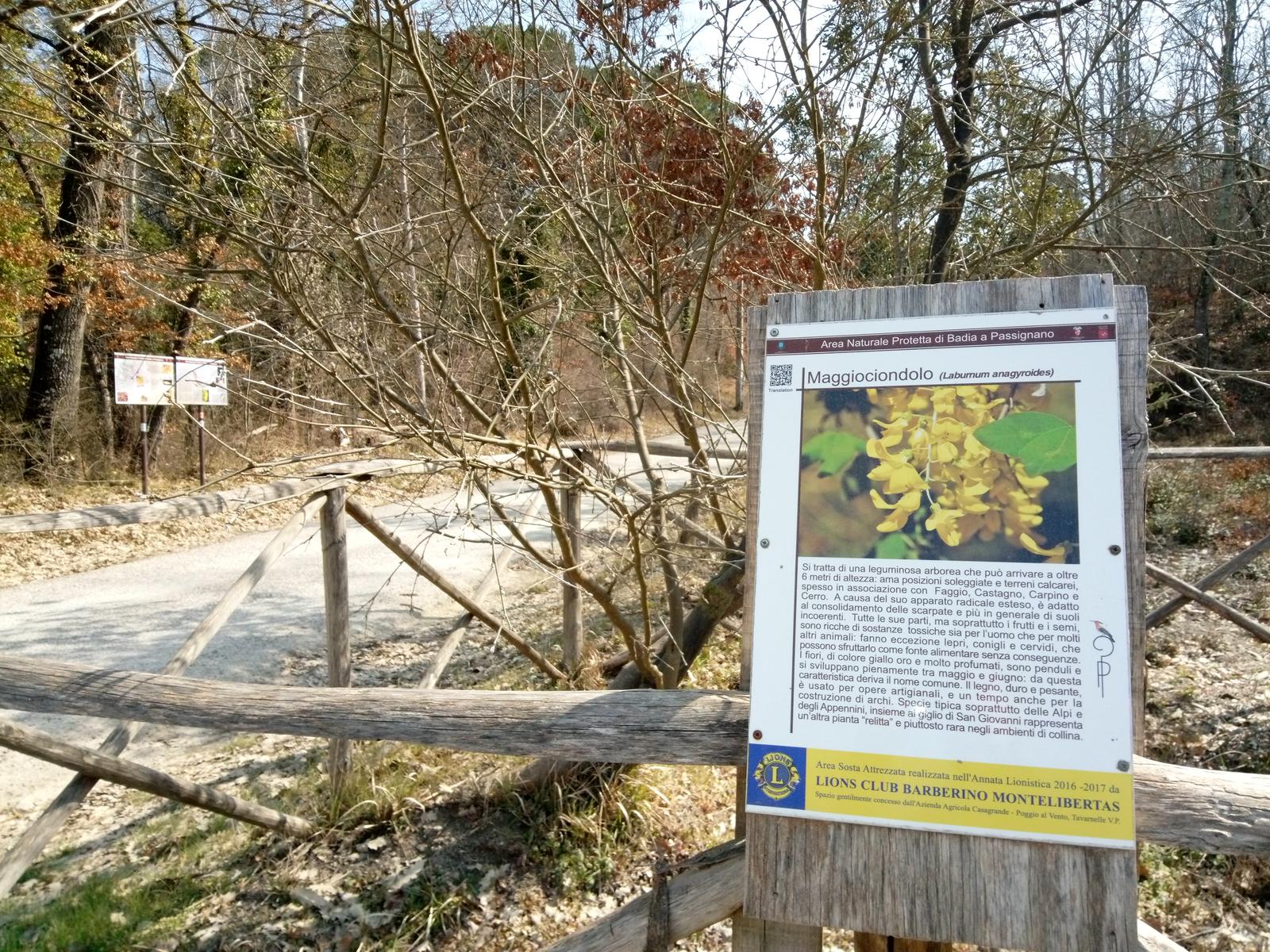 Sambuca - Chianti - Vigne - foto 10