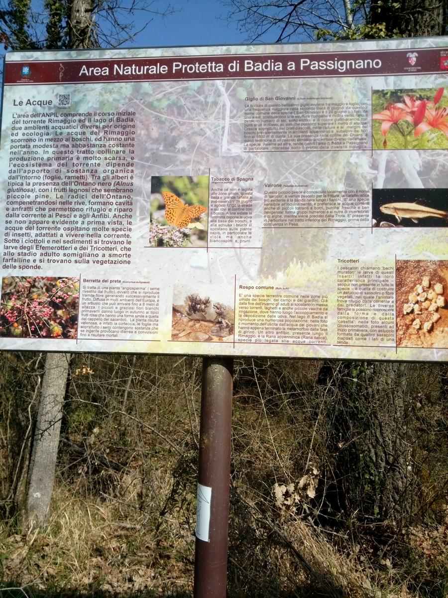 Sambuca - Chianti - Vigne - foto 11