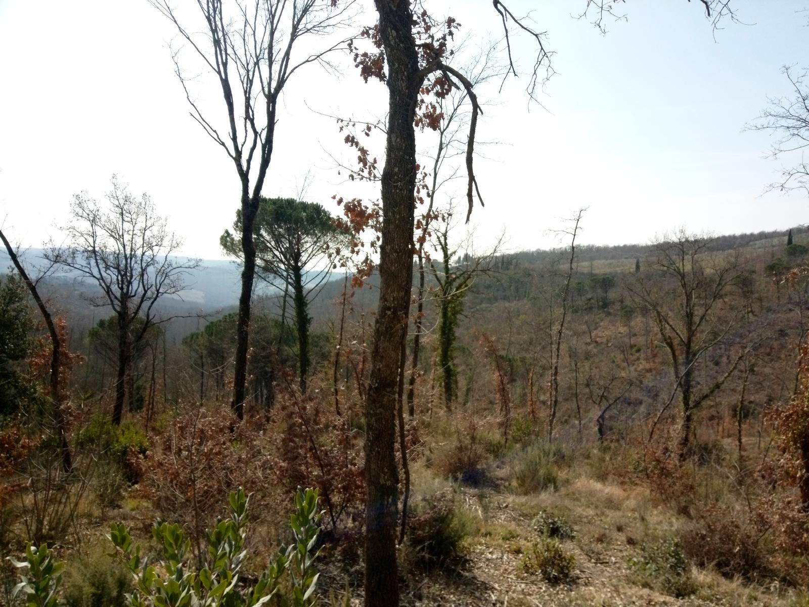 Sambuca - Chianti - Vigne - foto 12