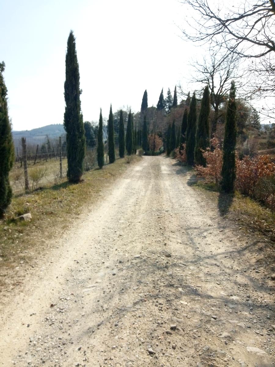 Sambuca - Chianti - Vigne - foto 14