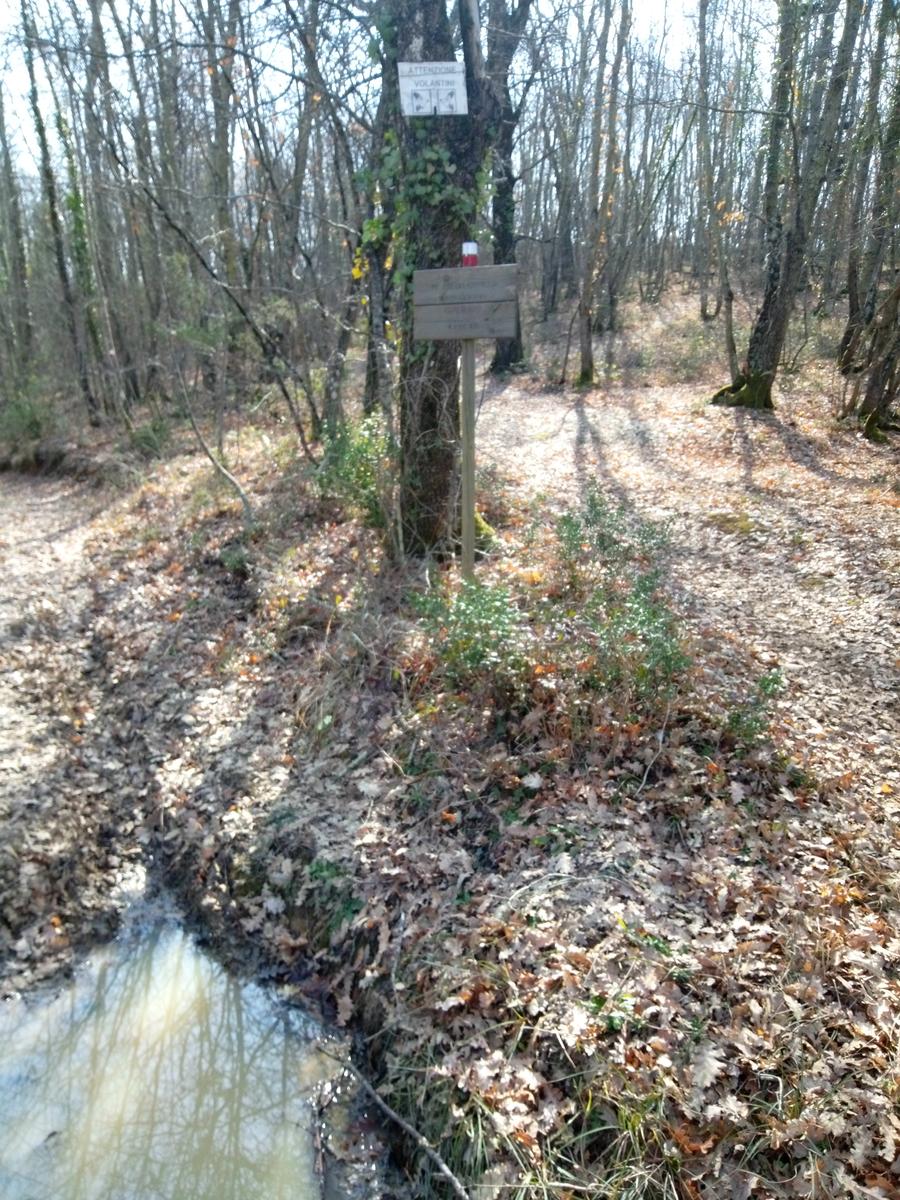 Sambuca - Chianti - Vigne - foto 20