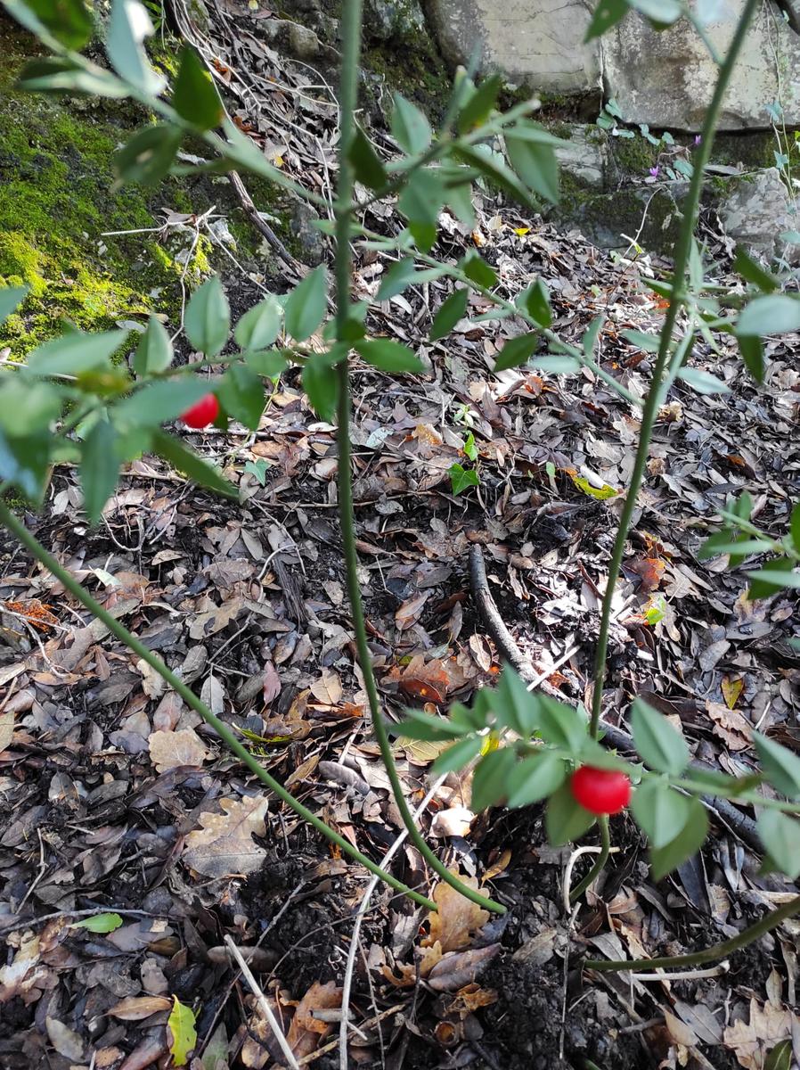 Valle Benedetta - Eremo Sambuca - sentiero d'Achille - foto 5