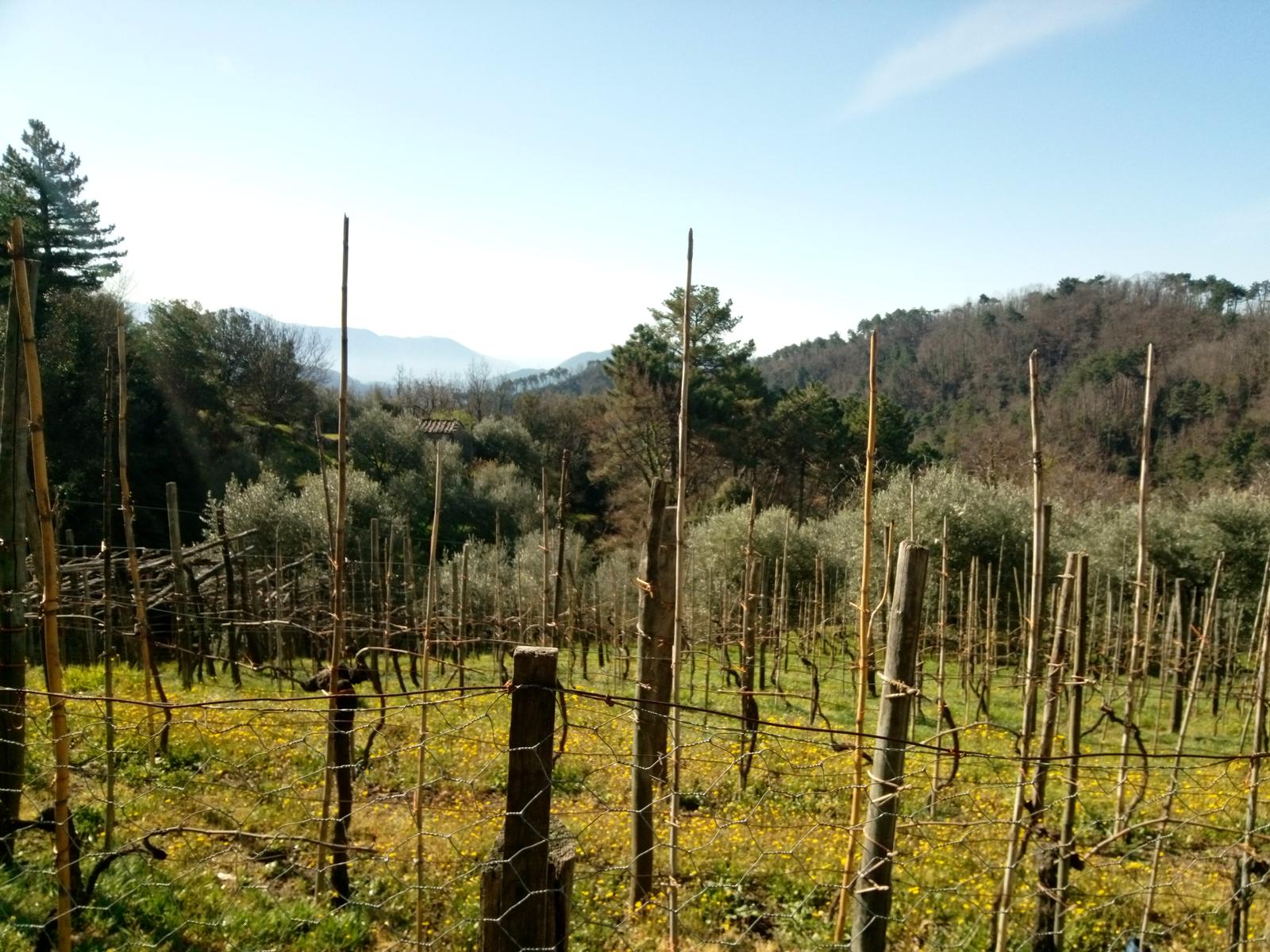 Monte Rondinaio - Lucca - foto 11